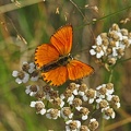 Dukaten-Feuerfalter (Lycaena virgaureae)